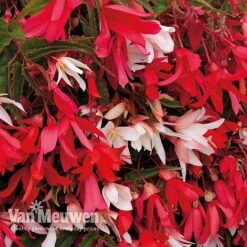 Begonia 'Starshine' -Garden Whisper Shop 31