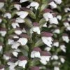Acanthus Spinosus -Garden Whisper Shop ACAN V59518 A h