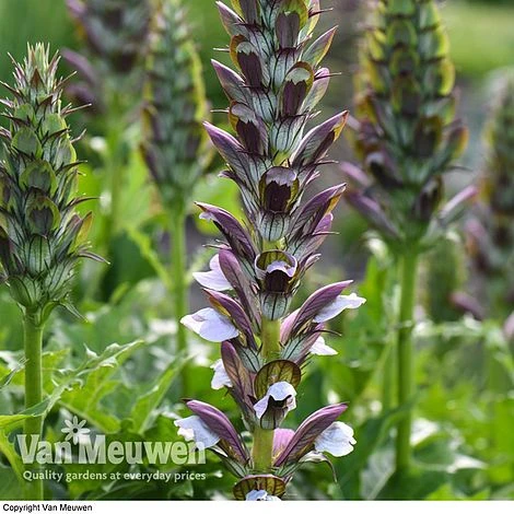 Acanthus Mollis 4 Acanthus Mollis - Image 2