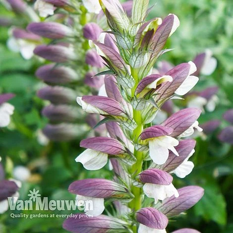 Acanthus Mollis 5 Acanthus Mollis - Image 3