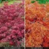 Acer Palmatum Var. Dissectum 'Rubrum' -Garden Whisper Shop ACER V11237 A h