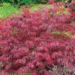 Acer Palmatum Var. Dissectum 'Rubrum' -Garden Whisper Shop ACER V11237 C h