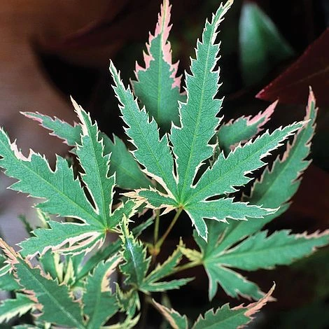 Acer Palmatum 'Butterfly' 3 Acer Palmatum 'Butterfly'