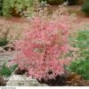 Acer Palmatum 'Taylor' -Garden Whisper Shop ACER VKA0088 A