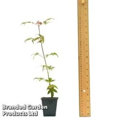 Acer Palmatum 'Atropurpureum' -Garden Whisper Shop ACER ATROPU7CM T44907 A