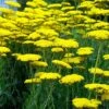 Achillea Filipendulina 'Coronation Gold' 2 Achillea Filipendulina 'Coronation Gold' -Garden Whisper Shop ACHI V59520 A h