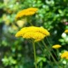 Achillea Filipendulina 'Cloth Of Gold' -Garden Whisper Shop ACHI V65044 A h