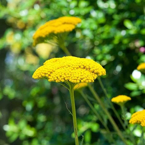 Achillea Filipendulina 'Cloth Of Gold' 3 Achillea Filipendulina 'Cloth Of Gold'