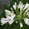 Agapanthus Africanus 'Albus' -Garden Whisper Shop AGAP V59522 A h