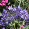 Agapanthus 'Jacaranda' 1 Agapanthus 'Jacaranda' -Garden Whisper Shop AGAP V63416 A h