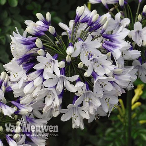 Agapanthus 'Twister' 4 Agapanthus 'Twister' - Image 2