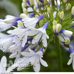 Agapanthus 'Twister' 9 Agapanthus 'Twister' -Garden Whisper Shop AGAP V63766 D