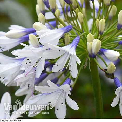Agapanthus 'Twister' 6 Agapanthus 'Twister' - Image 4