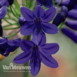 Agapanthus 'Flower Of Love' 8 Agapanthus 'Flower Of Love' -Garden Whisper Shop AGAP V72561 B