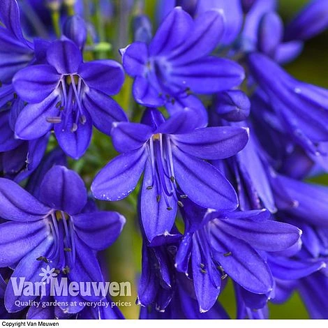 Agapanthus 'Flower Of Love' 3 Agapanthus 'Flower Of Love'