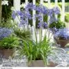 Agapanthus 'Ever Sapphire' -Garden Whisper Shop AGAP VKA3940 B1
