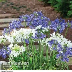 Agapanthus 'Ever White' 7 Agapanthus 'Ever White' -Garden Whisper Shop AGAP VKA3941 B