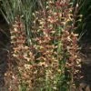 Agastache 'Summer Glow' 2 Agastache 'Summer Glow' -Garden Whisper Shop AGAS V59524 A h