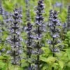 Ajuga Reptans 'Catlins Giant' -Garden Whisper Shop AJUG V58915 A h