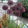 Allium 'Gladiator' -Garden Whisper Shop ALLI V58951 A h