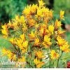 Alstroemeria 'Sweet Laura' -Garden Whisper Shop ALST 61567 A