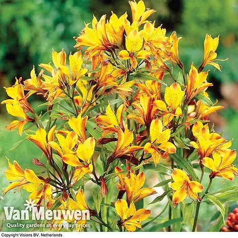 Alstroemeria 'Sweet Laura' 3 Alstroemeria 'Sweet Laura'