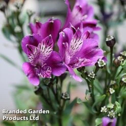 Alstroemeria 'Butterfly Hybrids' 13 Alstroemeria 'Butterfly Hybrids' -Garden Whisper Shop ALST BUTTERHYB L39298