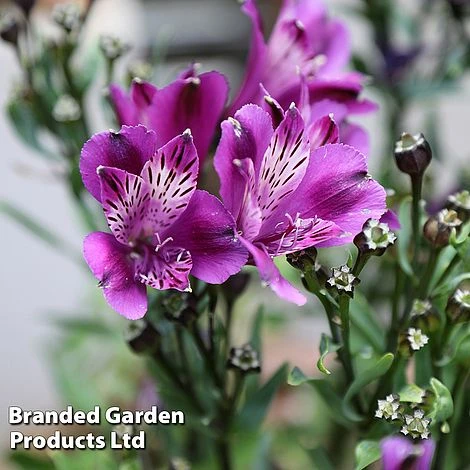Alstroemeria 'Butterfly Hybrids' 6 Alstroemeria 'Butterfly Hybrids' - Image 4