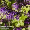 Salvia 'Amistad' -Garden Whisper Shop AMISTAD 62257 A