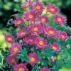Anemone X Hybrida 'September Charm' 2 Anemone X Hybrida 'September Charm' -Garden Whisper Shop ANEM V66347 A h