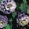 Aquilegia Vulgaris 'William Guinness' 1 Aquilegia Vulgaris 'William Guinness' -Garden Whisper Shop AQUI V65098 A h