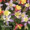 Aquilegia Caerulea 'Mrs Scott-Elliott' (Garden Ready) -Garden Whisper Shop AQUI V75660 A