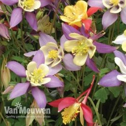 Aquilegia Caerulea 'Mrs Scott-Elliott' (Garden Ready) 7 Aquilegia Caerulea 'Mrs Scott-Elliott' (Garden Ready) -Garden Whisper Shop AQUI V75660 B