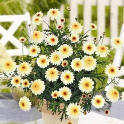 Argyranthemum 'Double Espresso Macchiato'