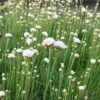 Armeria Maritima 'Alba' 1 Armeria Maritima 'Alba' -Garden Whisper Shop ARME V59540 A h