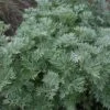 Artemisia Arborescens 'Powis Castle' -Garden Whisper Shop ARTE V59542 B h