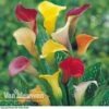 Calla Lily 'Spectrum Mix' -Garden Whisper Shop ARUM V48756P A