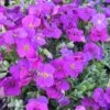 Aubrieta 'Axcent Deep Purple' 2 Aubrieta 'Axcent Deep Purple' -Garden Whisper Shop AUBR V59558 A h