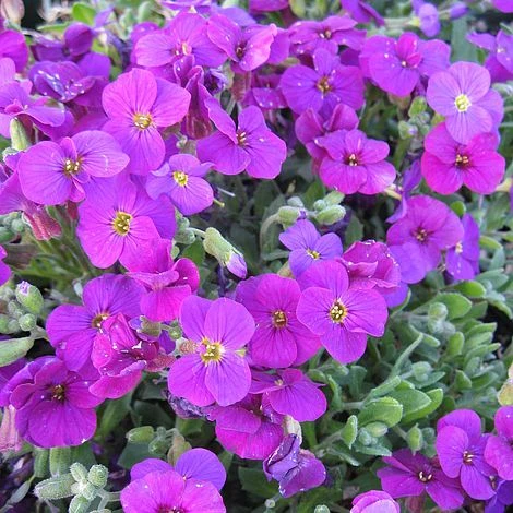 Aubrieta 'Axcent Deep Purple' 3 Aubrieta 'Axcent Deep Purple'