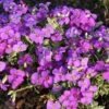 Aubrieta 'Dr. Mules Variegata' -Garden Whisper Shop AUBR V59560 A h