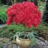 Azalea (Standard) -Garden Whisper Shop AZAL 62520V A h