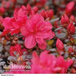 Azalea 'Dwarf Collection' -Garden Whisper Shop AZAL V53136 B