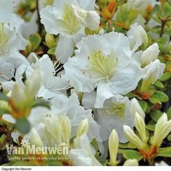 Azalea 'Dwarf Collection' -Garden Whisper Shop AZAL V53136 C