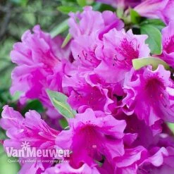 Azalea 'Dwarf Collection' -Garden Whisper Shop AZAL V53136 D