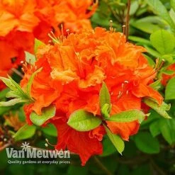 Azalea 'Dwarf Collection' -Garden Whisper Shop AZAL V53136 E