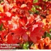 Azalea 'Dwarf Orange' 1 Azalea 'Dwarf Orange' -Garden Whisper Shop AZAL DWARFORAN