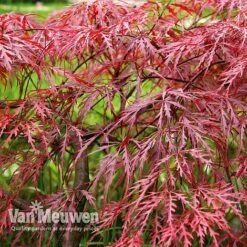 Acer Palmatum Var. Dissectum 'Rubrum' -Garden Whisper Shop Acer dissectum rubrum