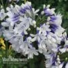 Agapanthus 'Twister' -Garden Whisper Shop Agapanthus Twister