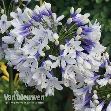 Agapanthus 'Twister' 3 Agapanthus 'Twister'