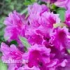 Azalea 'Dwarf Lilac' -Garden Whisper Shop Azalea Dwarf Lilac